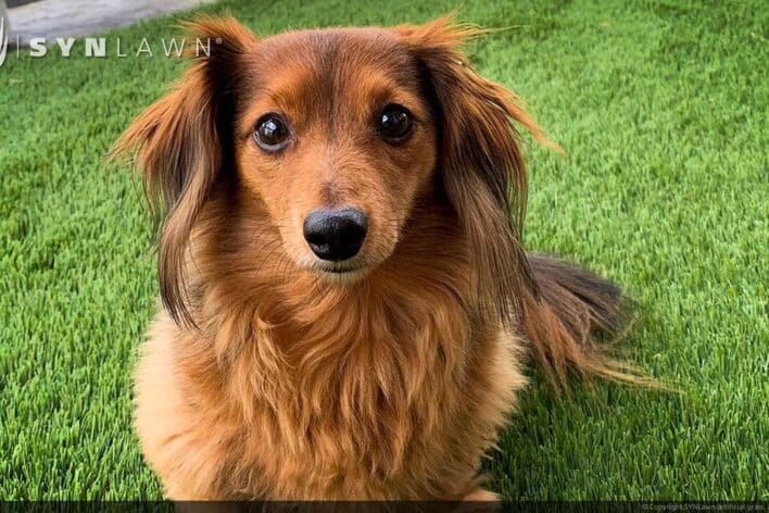 image of SYNLawn Honolulu HI pets artificial grass safe for dogs cats and all animals