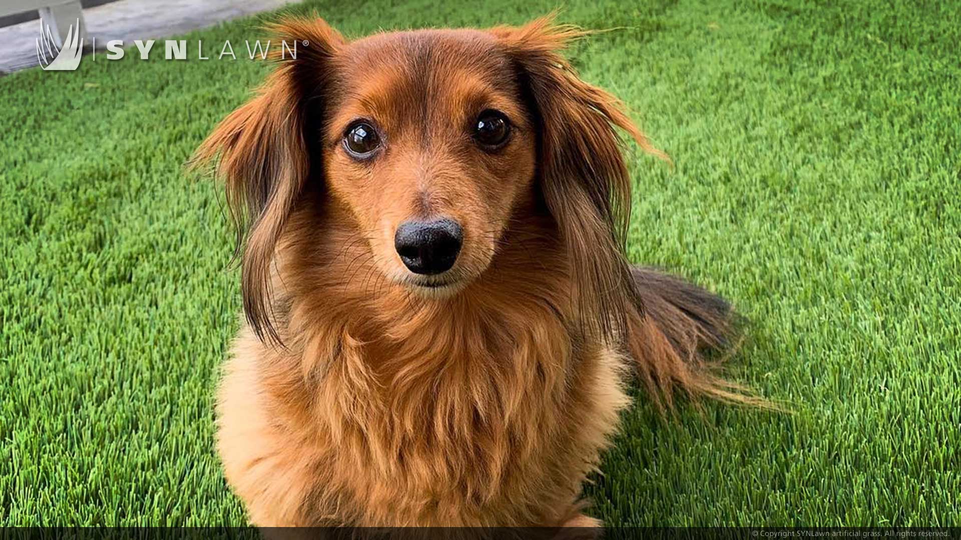 image of SYNLawn Honolulu HI pets artificial grass safe for dogs cats and all animals