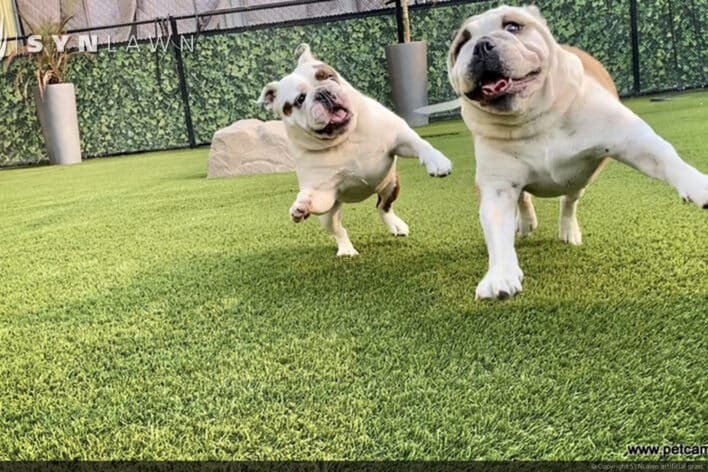 image of SYNLawn Honolulu HI pets camp dogs playing doggy day care facility