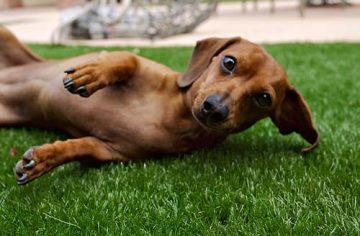 SynLawn-Pet-500px-web image of small dog on synlawn Honolulu artificial grass for pets